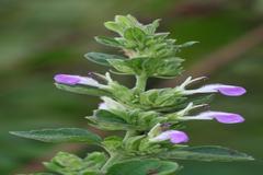 Anisomeles indica
